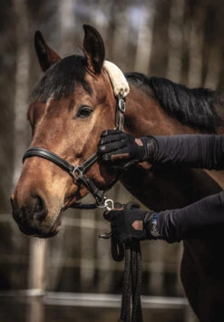 Hestra Ergo Grip Equestrian 5-finger 13 Hestra Ergo Grip Equestrian 5-finger -Hestra 290 cd66c0f808 e1a9689 original